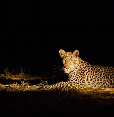 Night Game Drives